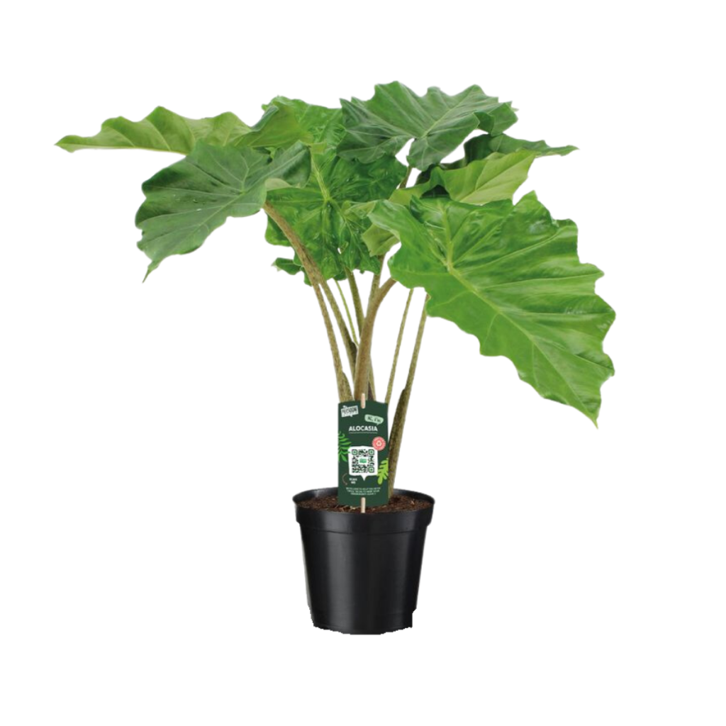 Olifantsoor (Alocasia Portodora) H 95 ø 21 cm