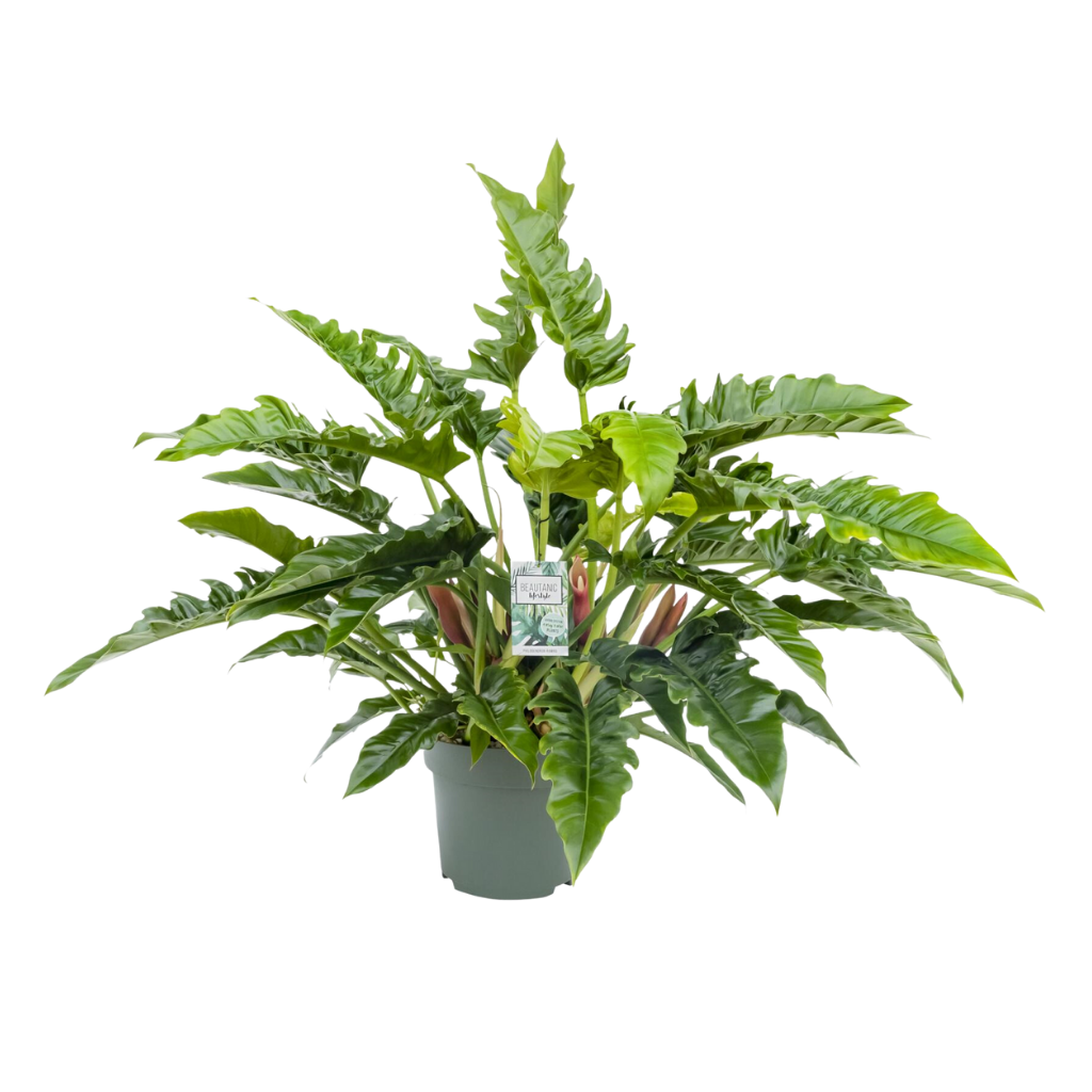 Philodendron Rambo H 65 ø 27 cm