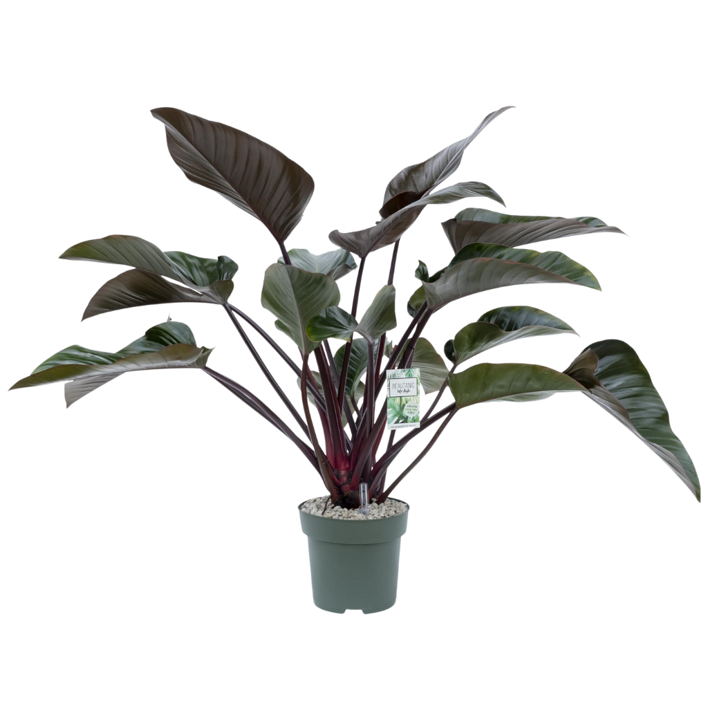 Philodendron Red Beauty H 90 ø 27 cm