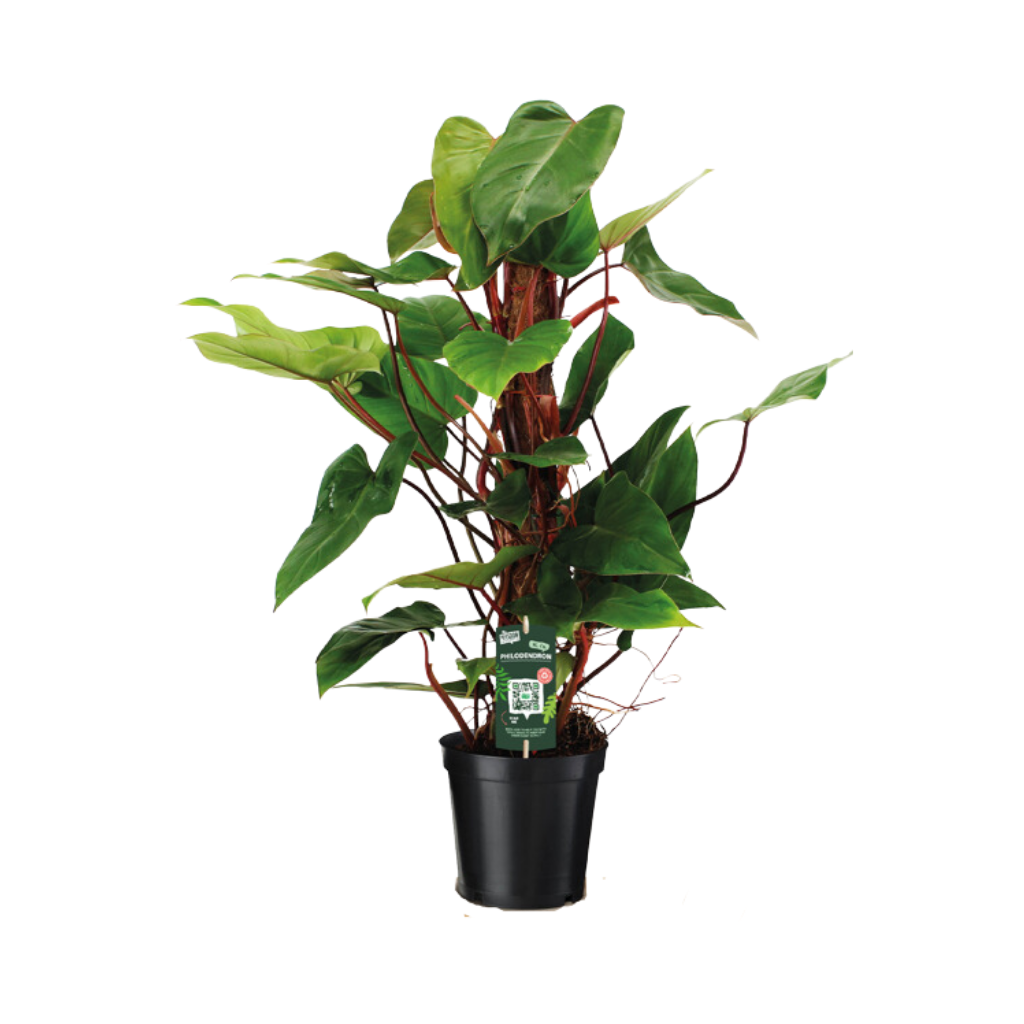 Philodendron Red Emerald H 75 ø 19 cm
