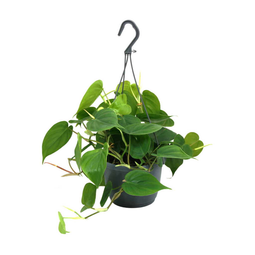 Philodendron Scandens 40 cm