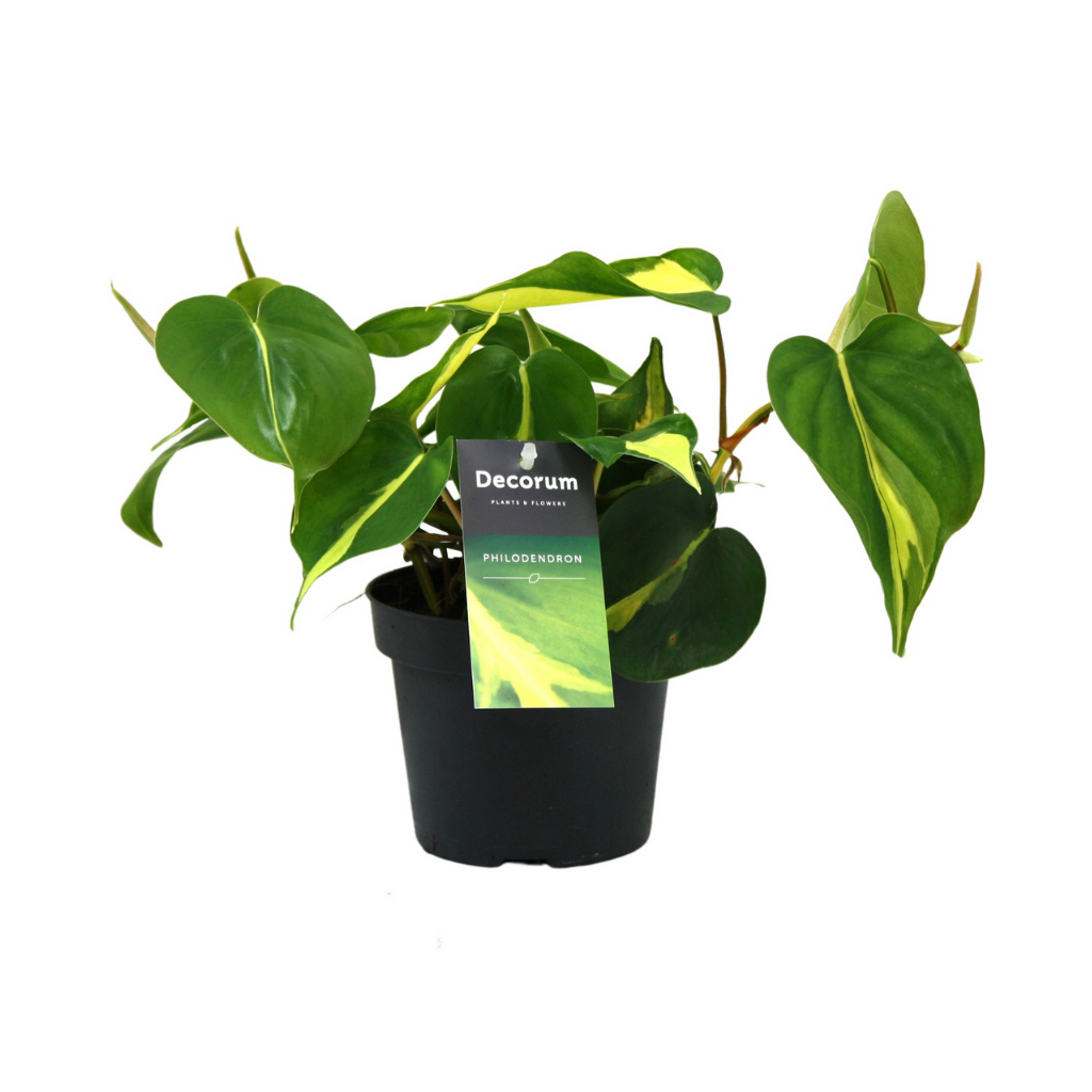 Philodendron Scandens Brasil 15 cm