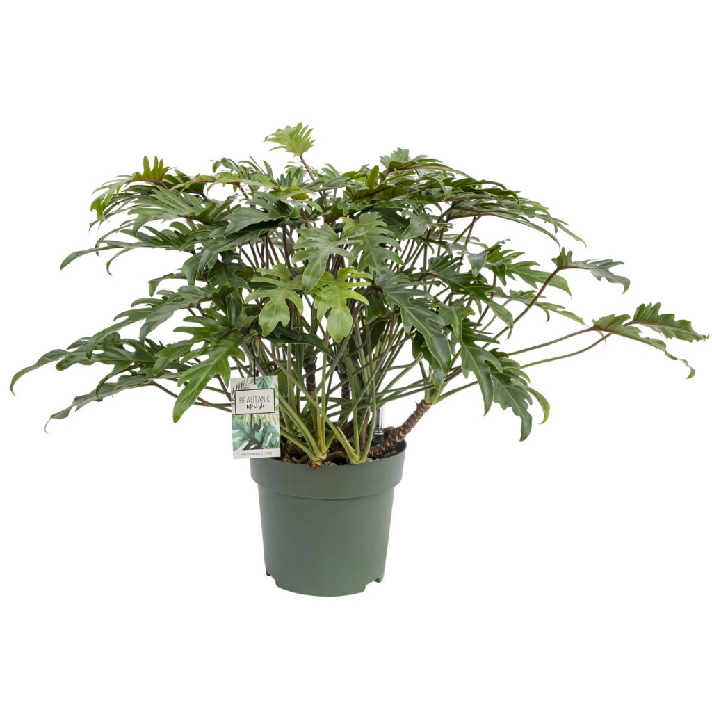 Philodendron Xanadu H 120 ø 30 cm
