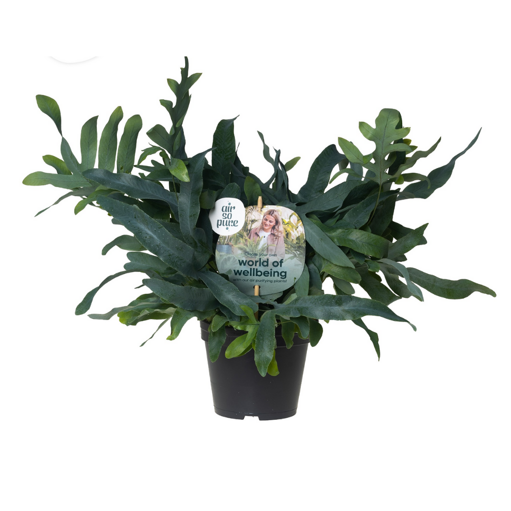 Blauwvaren (Phlebodium Blue Star) 45 cm