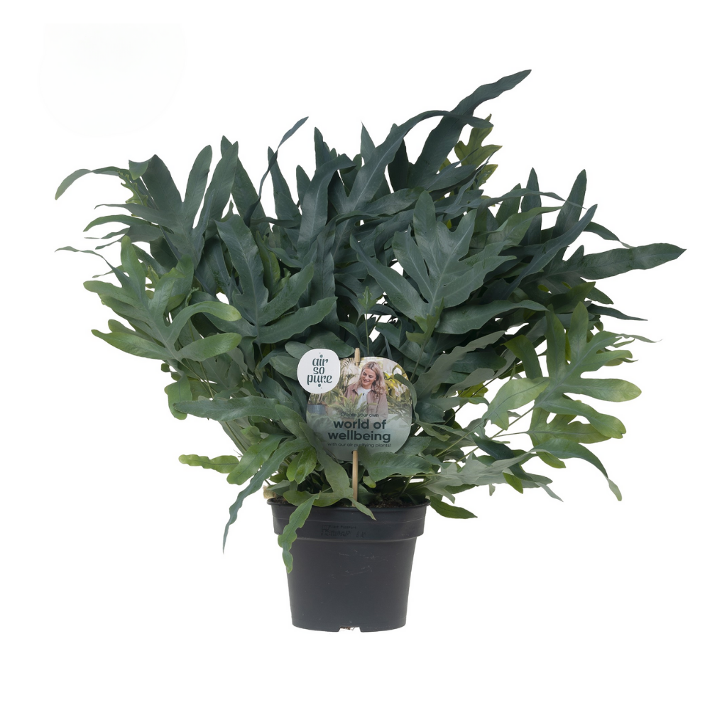 Blauwvaren (Phlebodium Blue Star) 50 cm