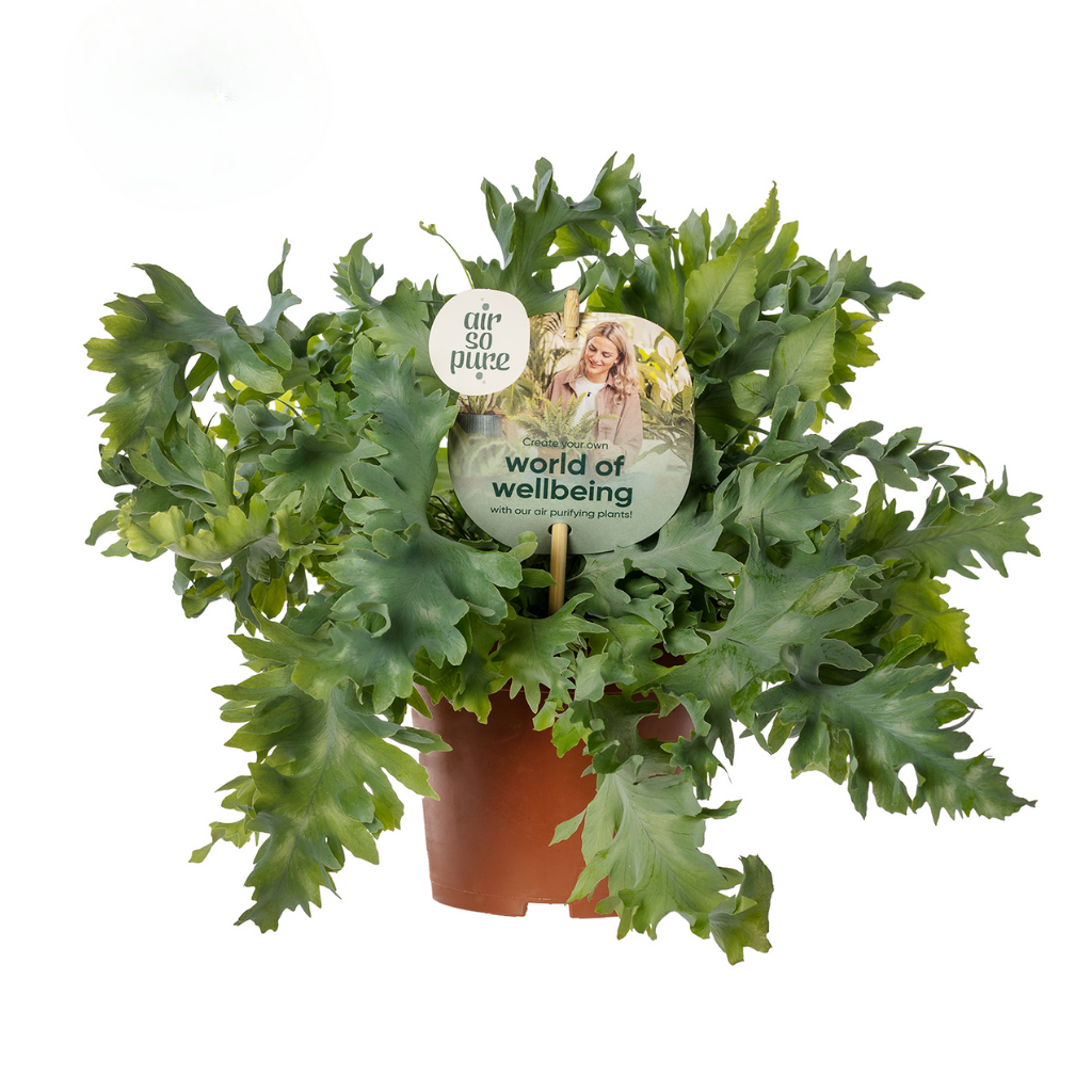 Blauwvaren (Phlebodium Davana) 35 cm