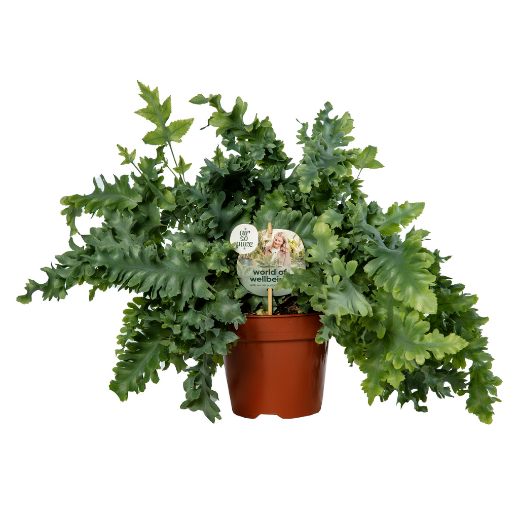 Blauwvaren (Phlebodium Davana) 45 cm