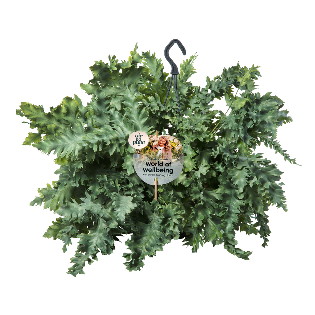 Blauwvaren (Phlebodium Davana) 40 cm