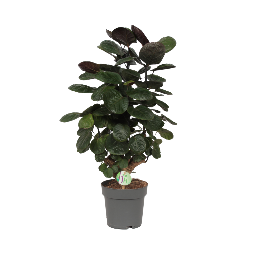 Aralia (Polyscias Fabian) H 60 ø 19 cm