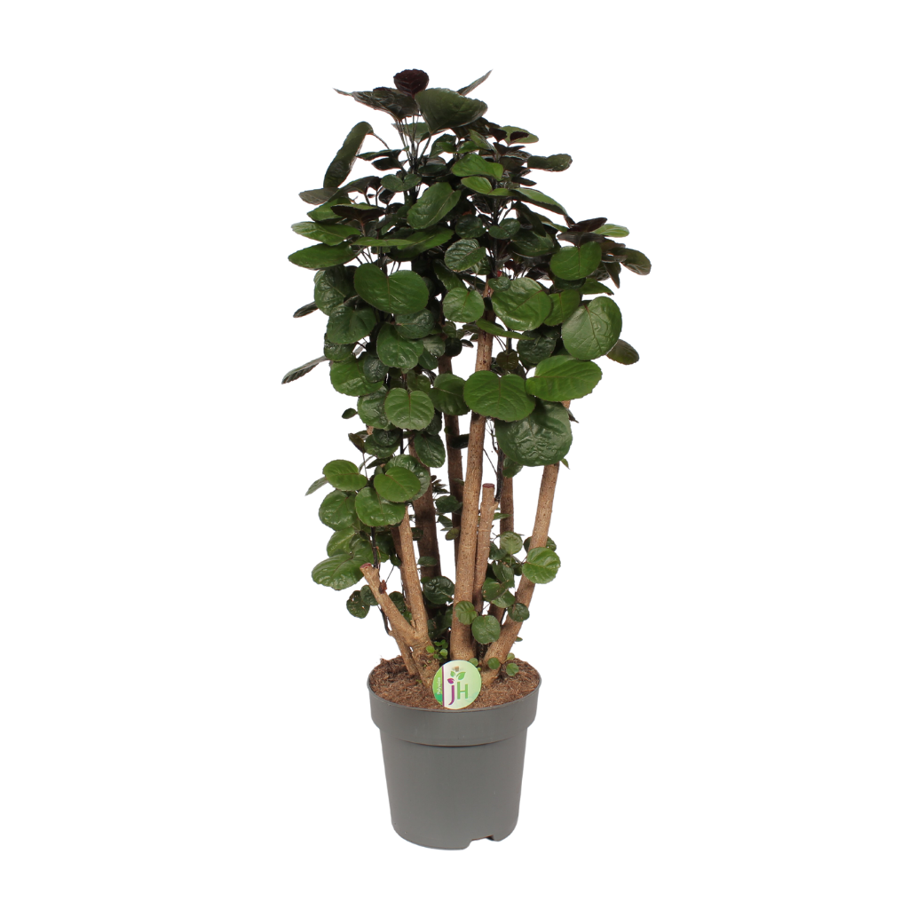 Aralia (Polyscias Fabian) H 40 ø 24 cm