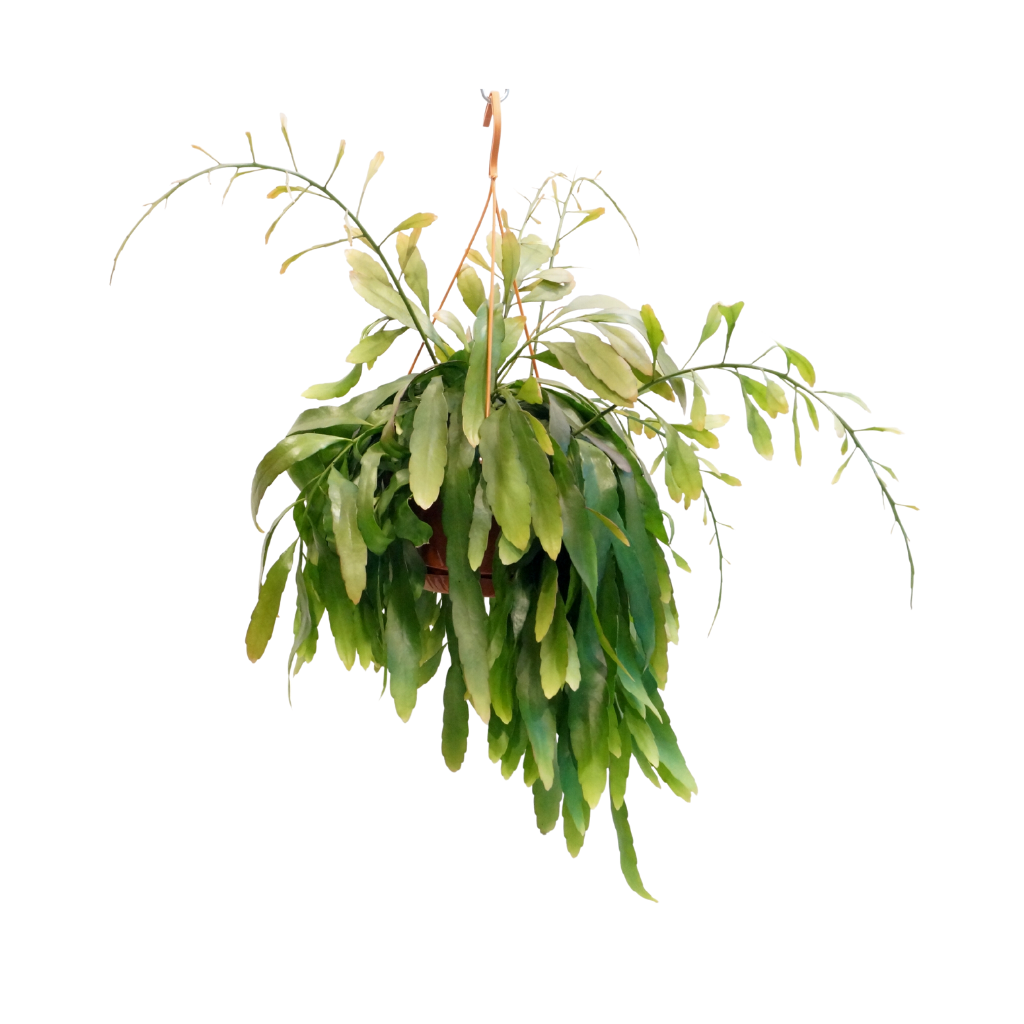 Pseudorhipsalis Ramulosa Red Coral 45 cm