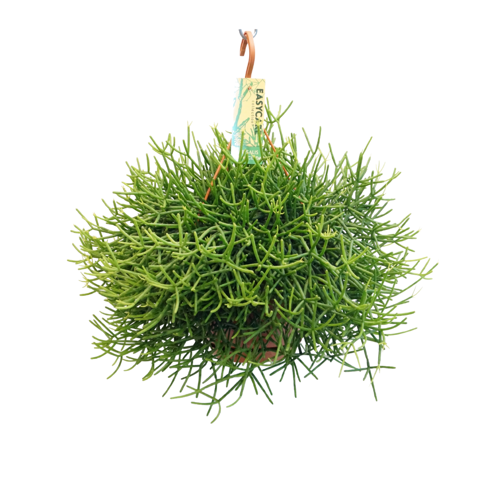 Rhipsalis Heteroclada 40 cm
