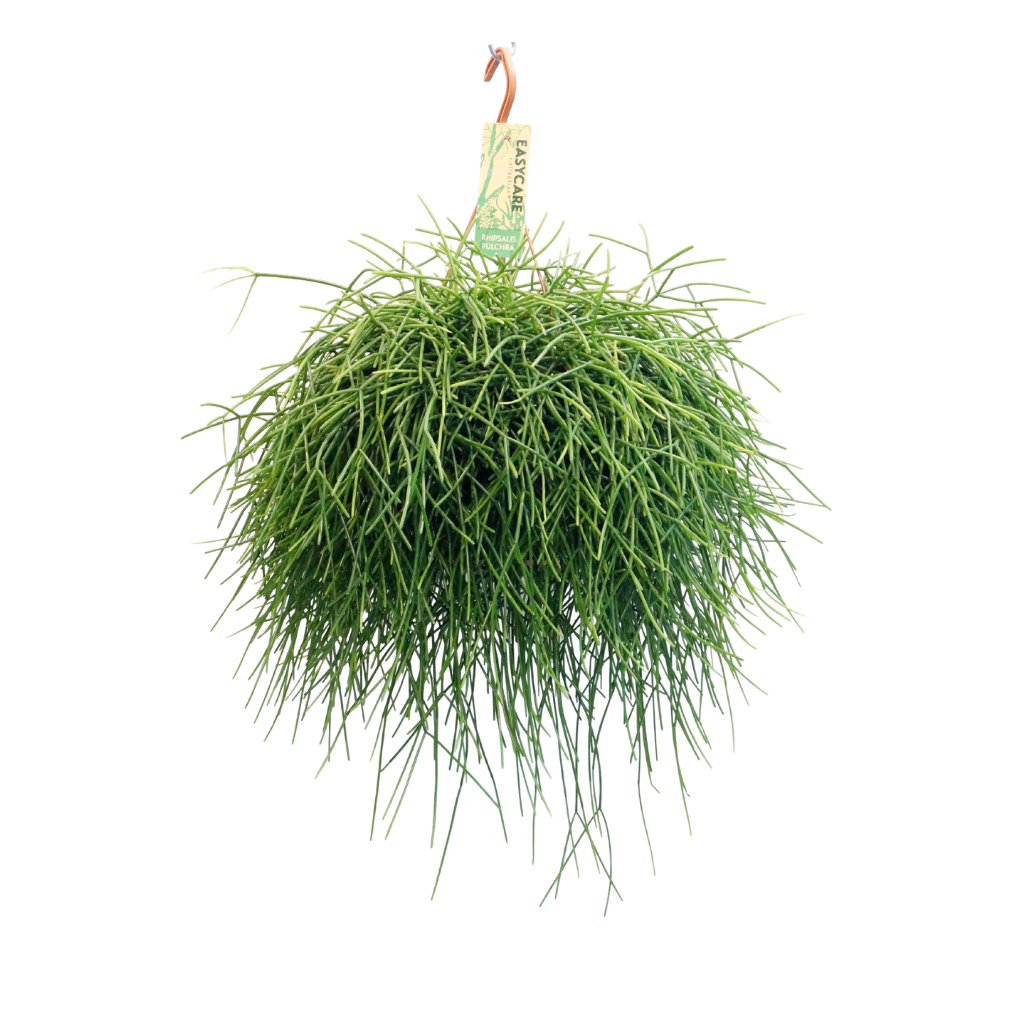 Rhipsalis Pulchra 45 cm