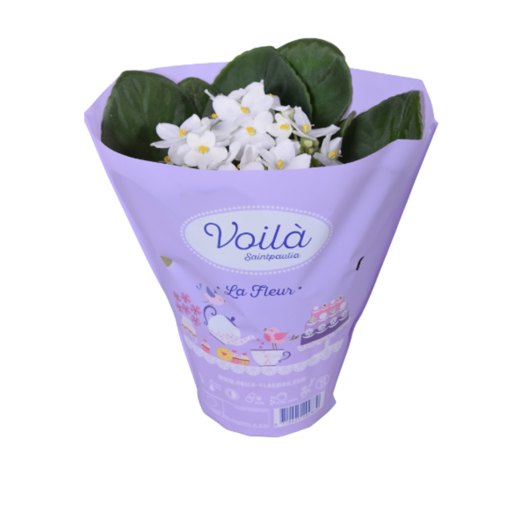 Kaaps viooltje (Saintpaulia) 20 cm
