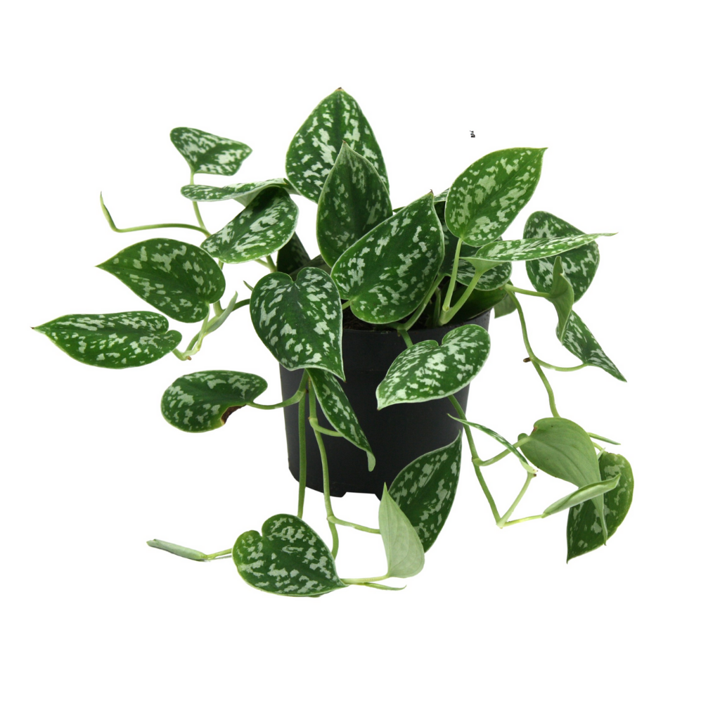 Zilverrank (Scindapsus Pictus Argyraeus) 15 cm