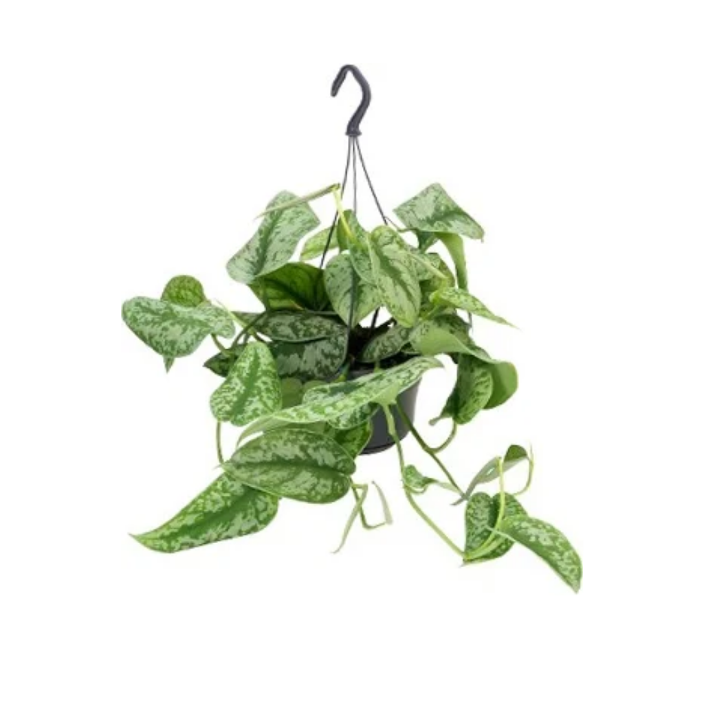 Zilverrank (Scindapsus Pictus Argyraeus) 40 cm