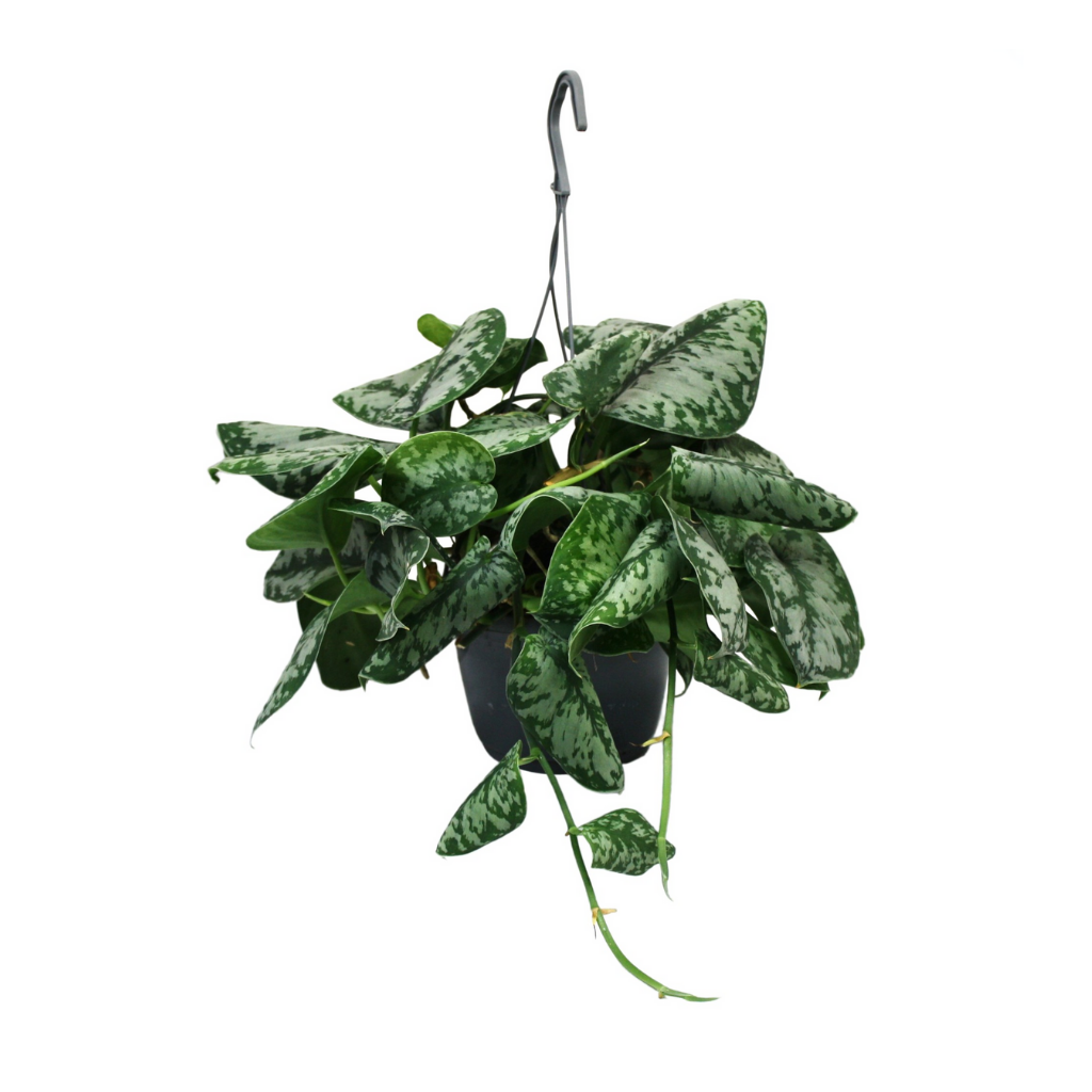 Scindapsus Pictus Trebie 40 cm