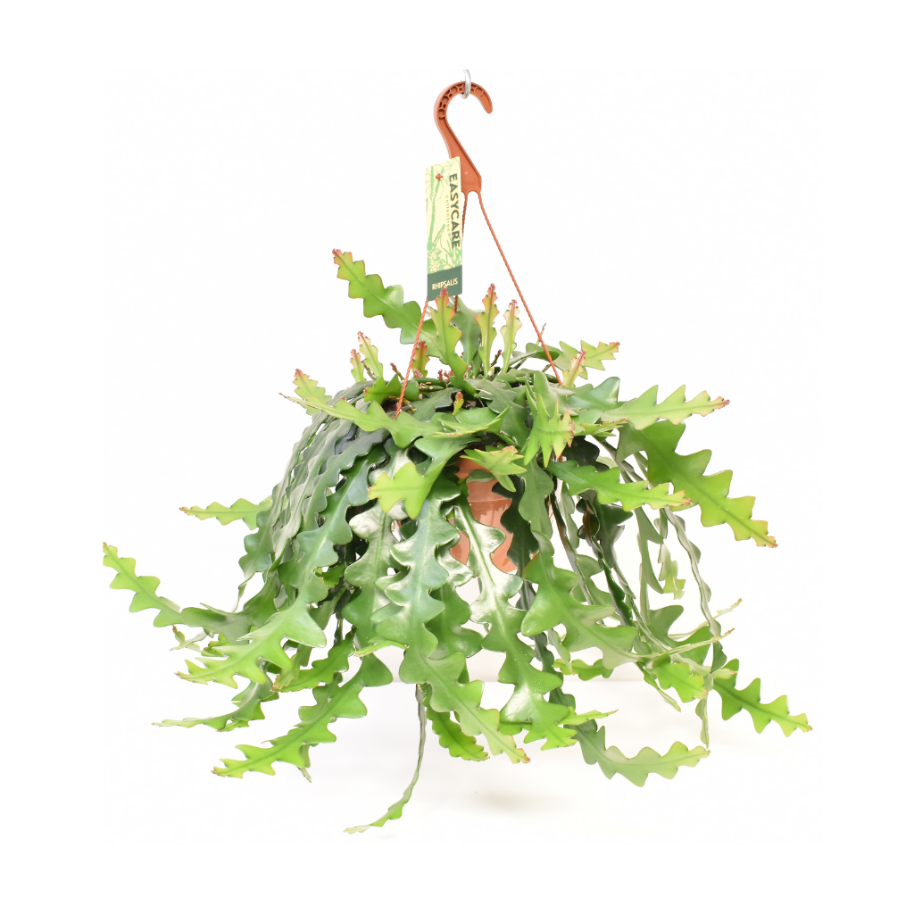 Selenicereus Anthonyanus 60 cm