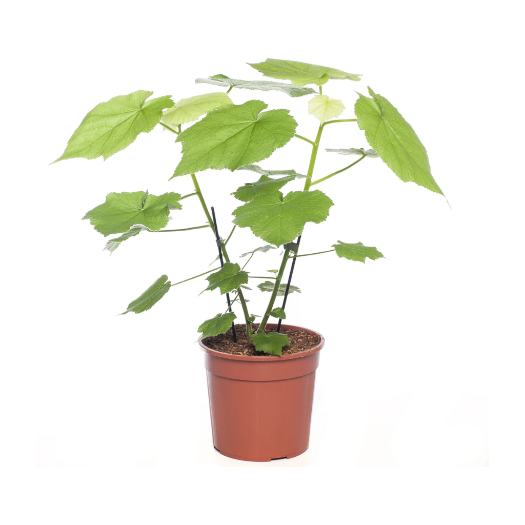 Kamerlinde (Sparmannia Africana) H 50 ø 17 cm