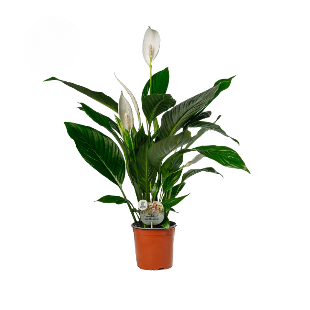 Lepelplant (Spathiphyllum Bingo Cupido) 70 cm
