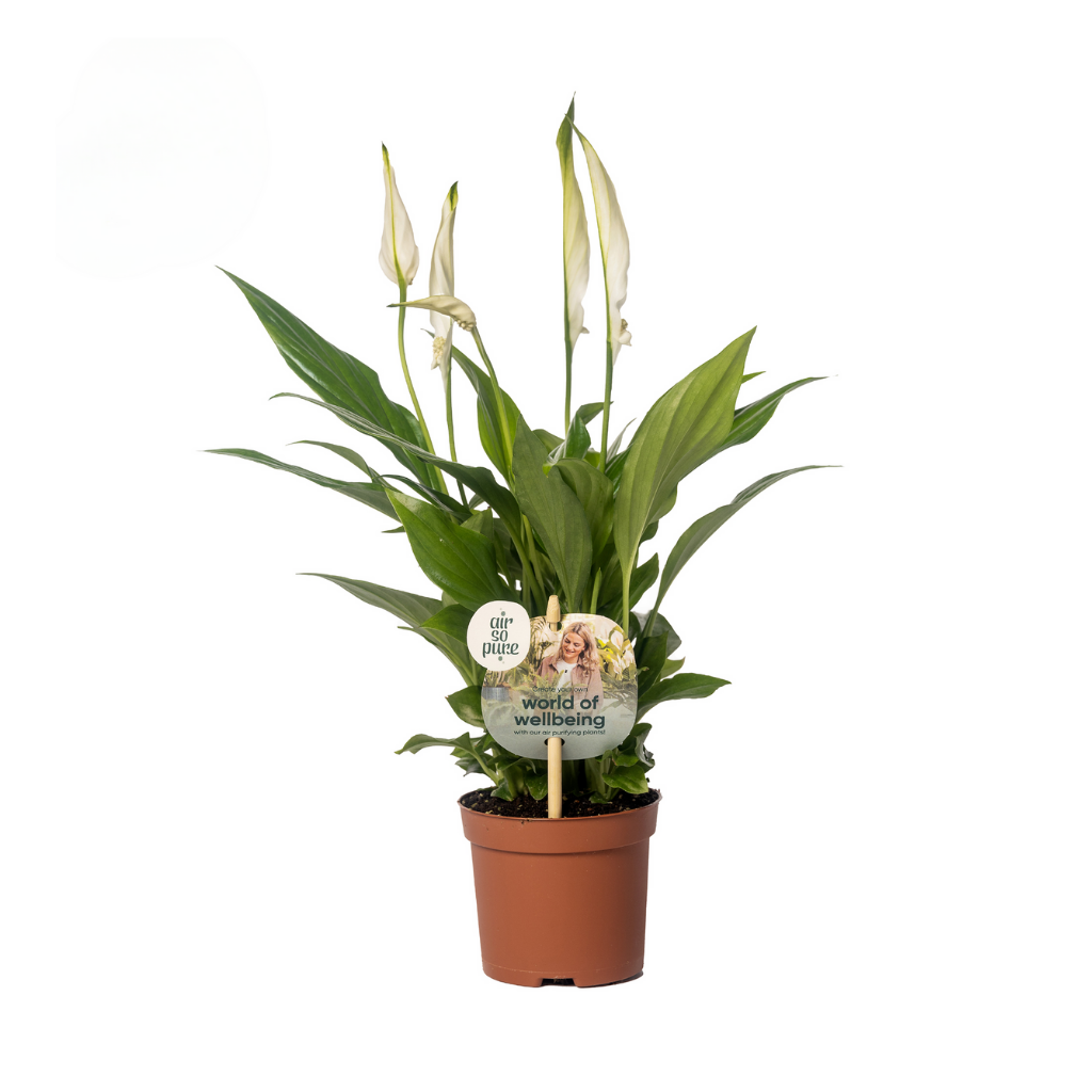 Lepelplant (Spathiphyllum Pearl) 35 cm