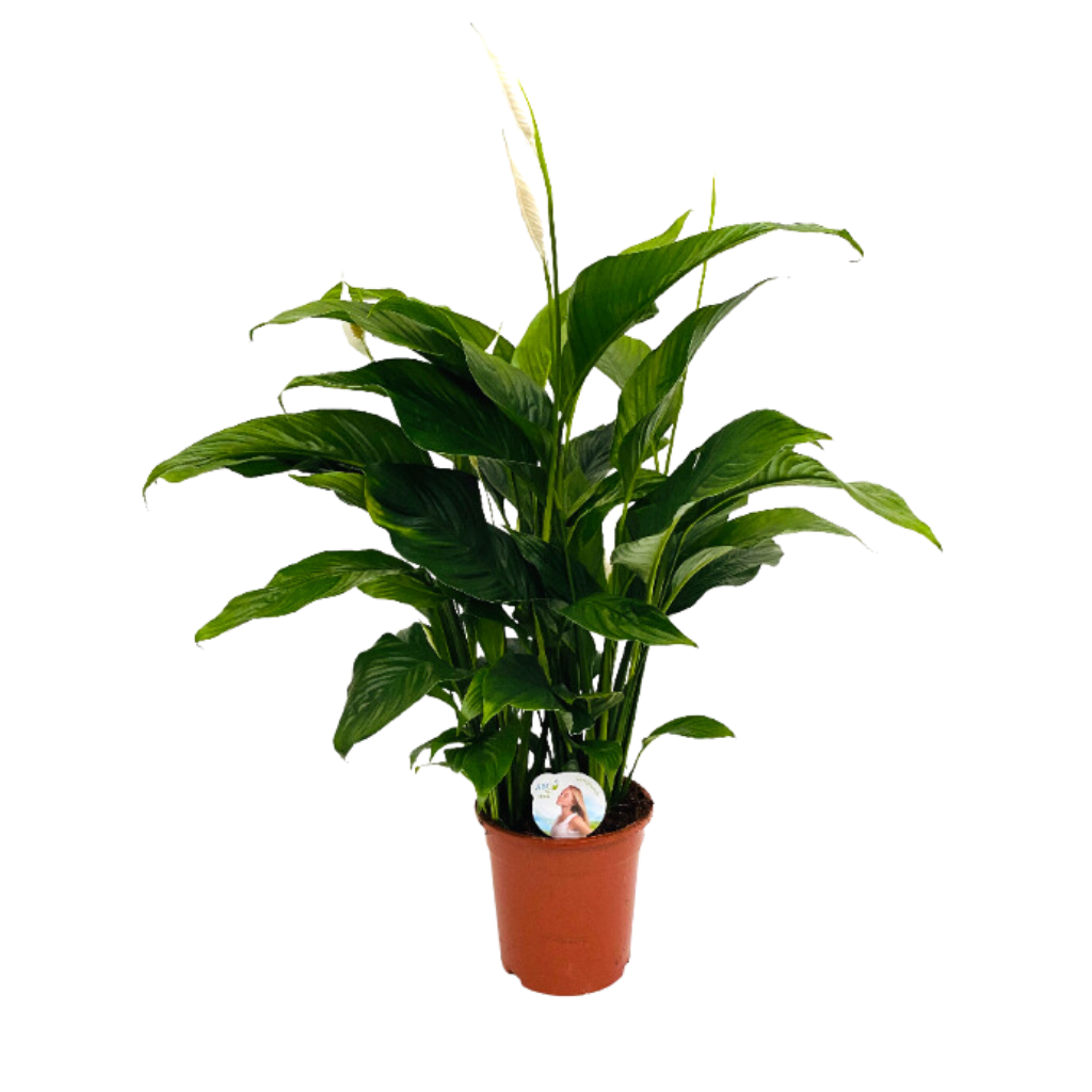 Lepelplant (Spathiphyllum Sweet Lauretta) 90 cm