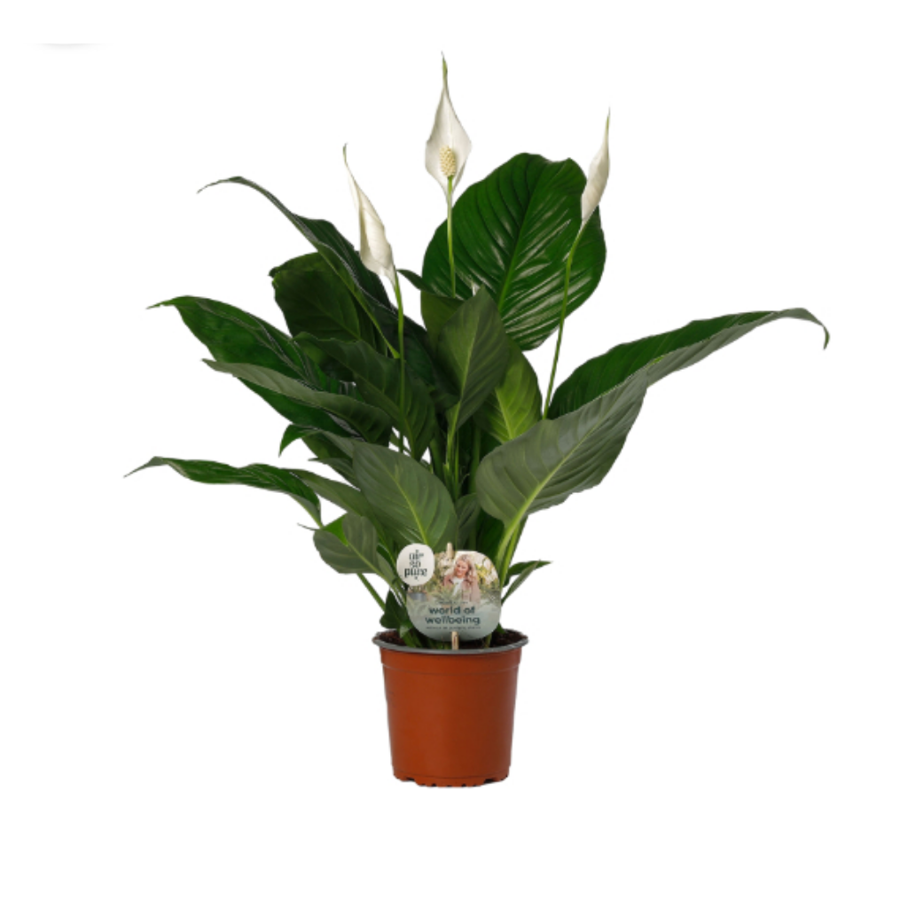 Lepelplant (Spathiphyllum Sweet Silvio) 65 cm