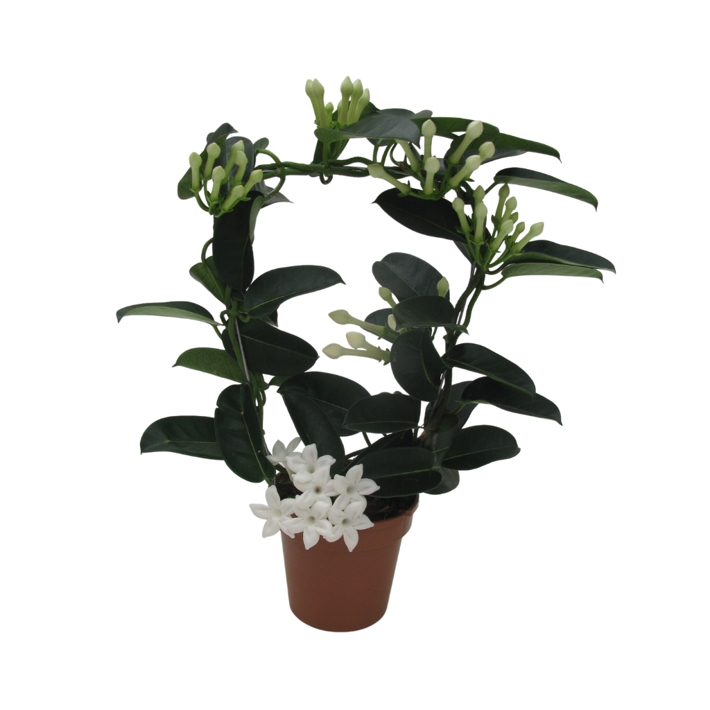 Bruidsbloem (Stephanotis Floribunda) 45 cm