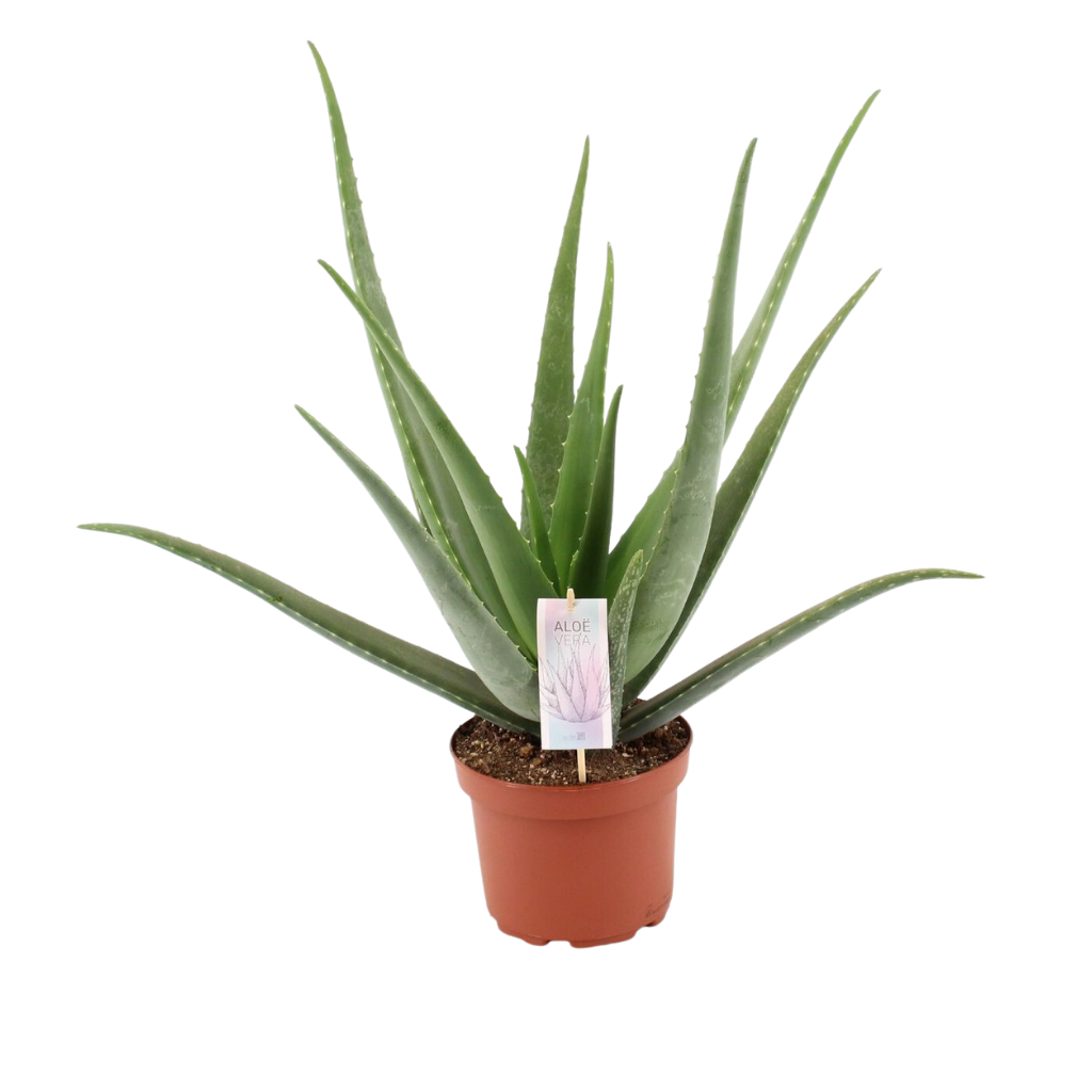 Wonderplant (Aloe Vera Barbadensis) H 55 ø 19 cm