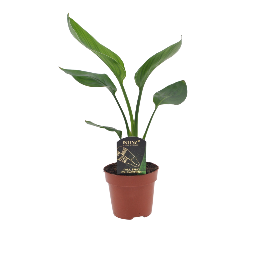 Paradijsvogelbloem (Strelitzia Reginae) 30 cm