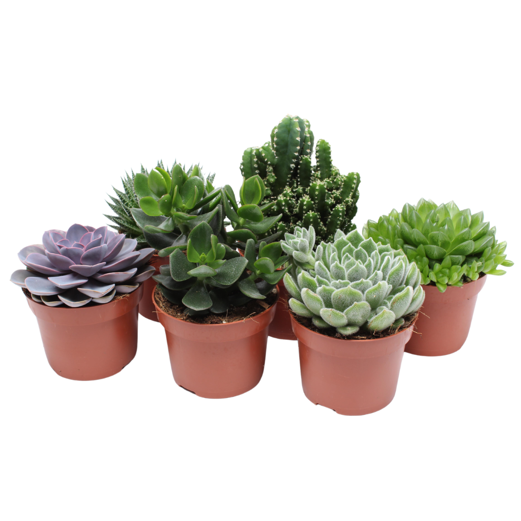 Succulent Pure H 20 ø 12 cm