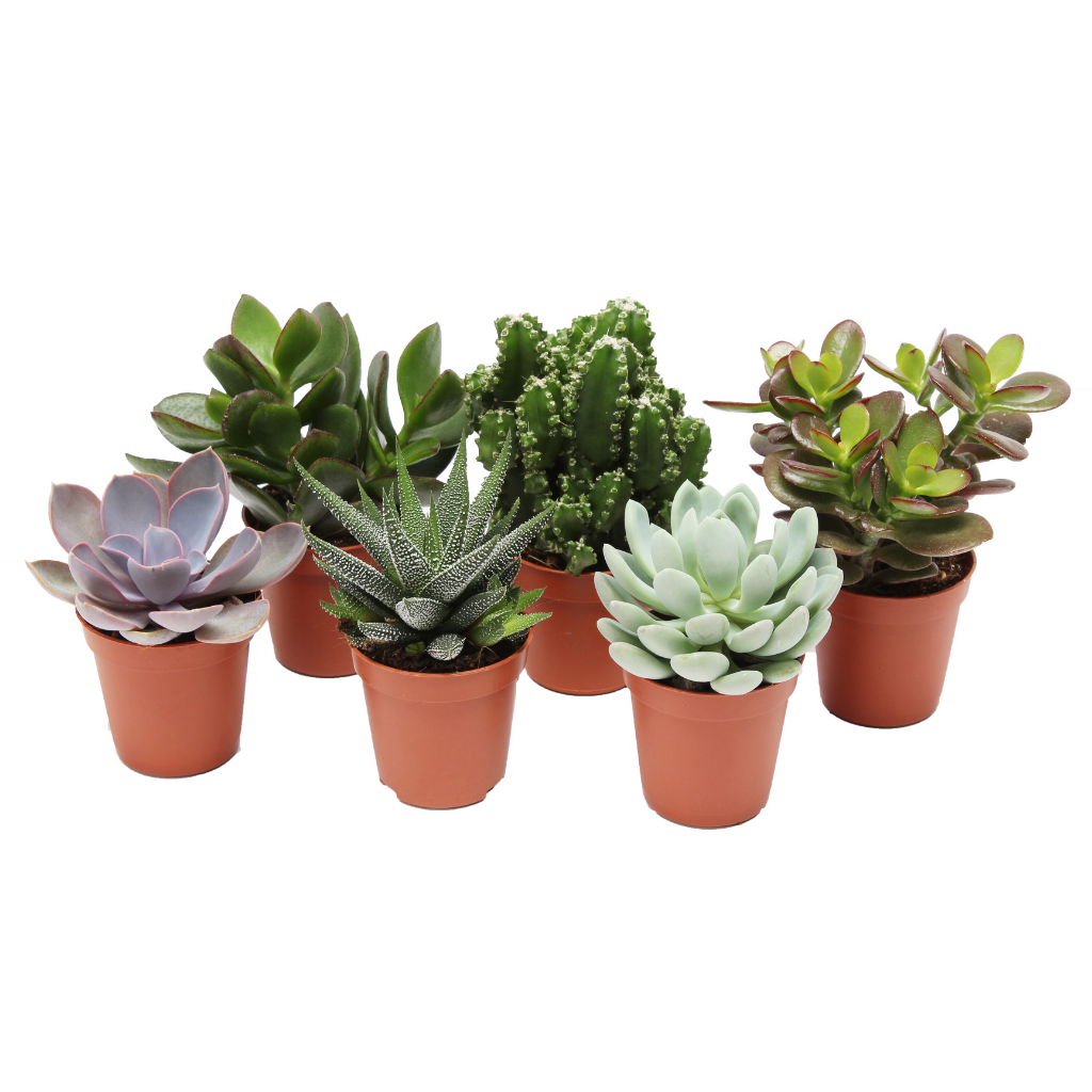 Succulent Pure Mini H 9 ø 5,5 cm