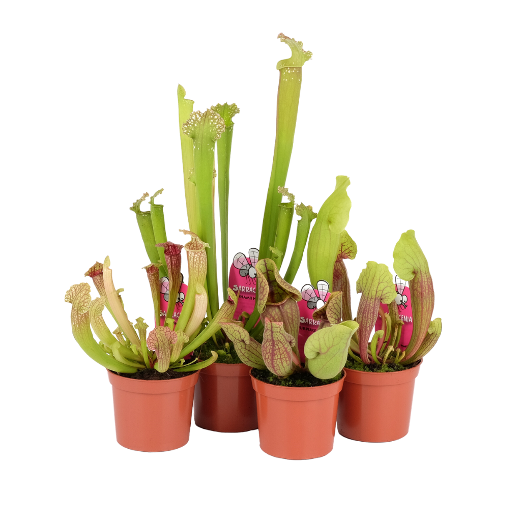 Vleesetende Plant H 25 ø 8,5 cm