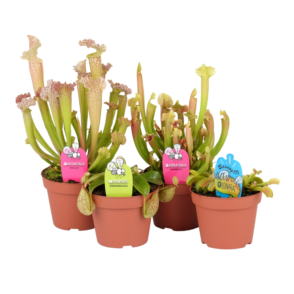 Vleesetende Plant H 40 ø 12 cm