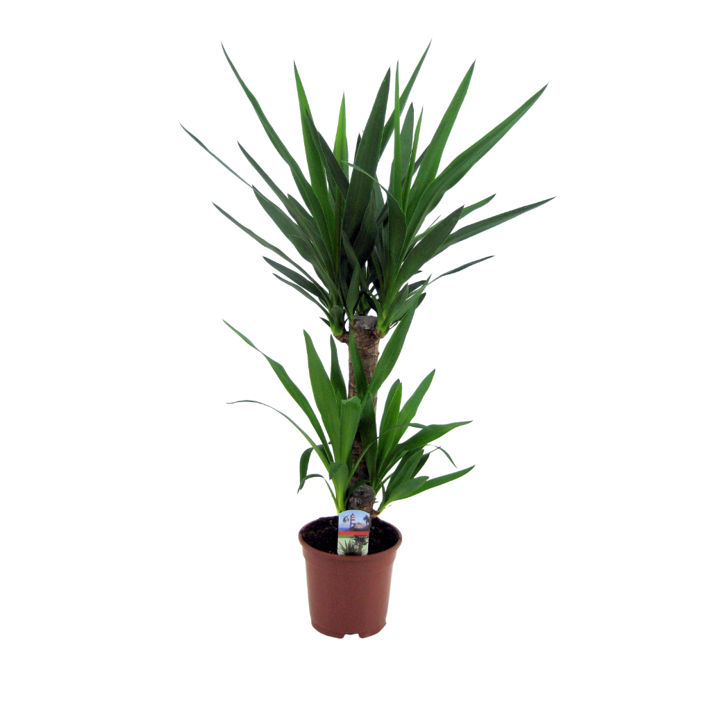 Palmlelie (Yucca Elephantipes) H 80 ø 17 cm