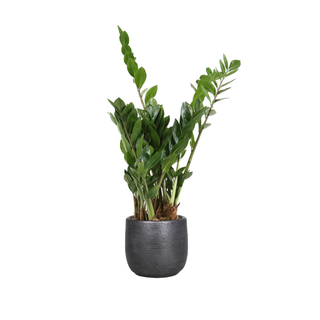 Zamioculcas Zamiifolia H 50 ø 17 cm