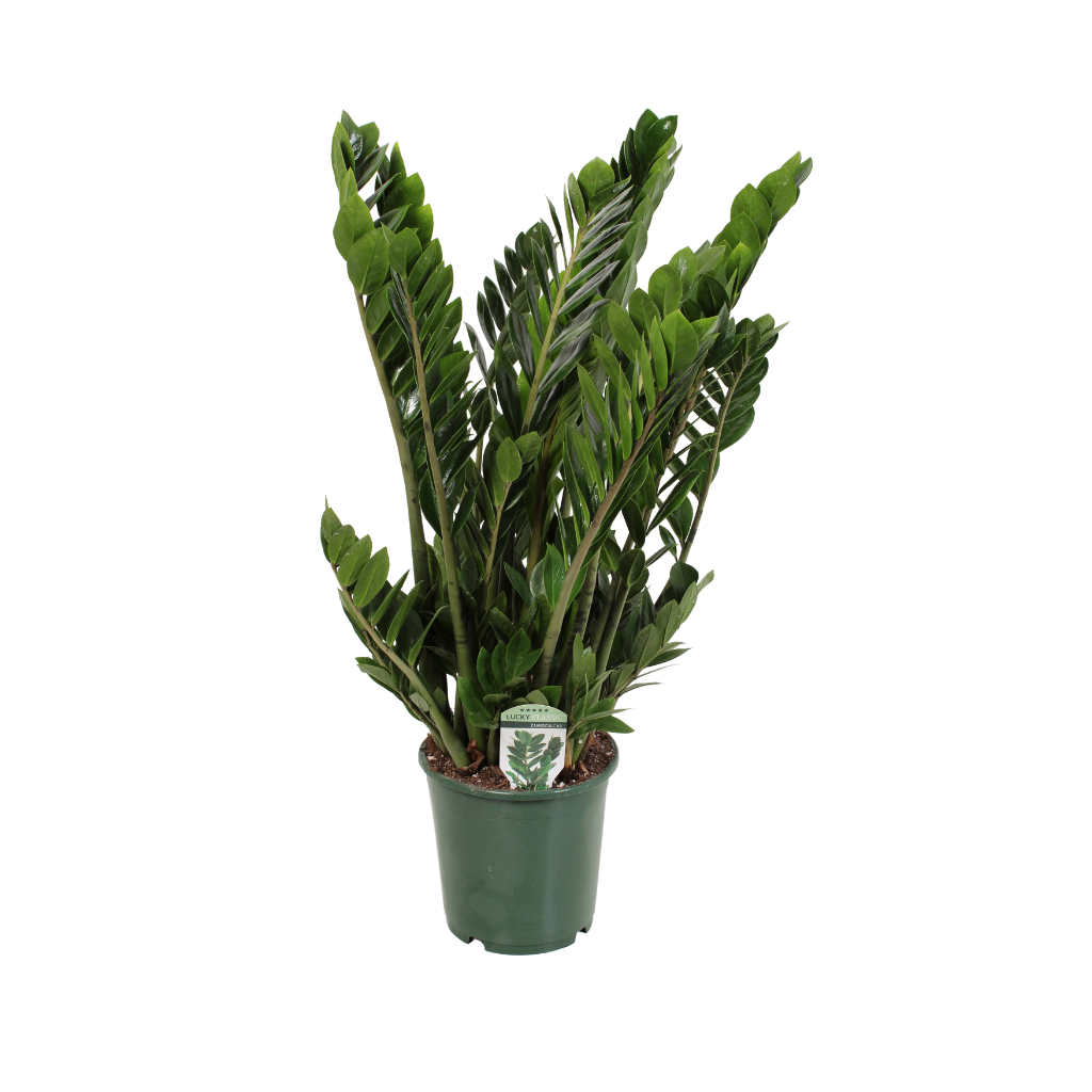 Zamioculcas Zamiifolia H 90 ø 21 cm