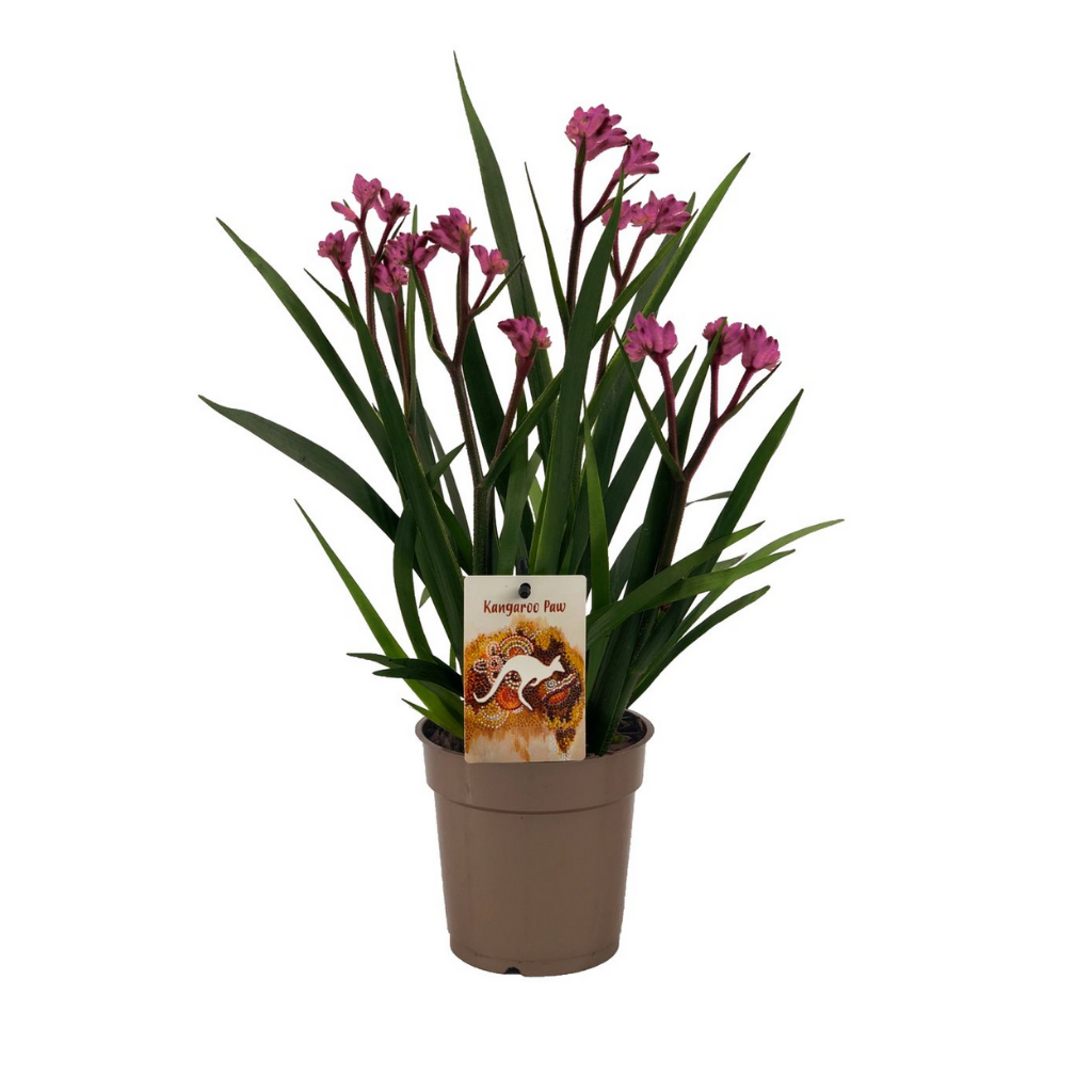 Kangoeroe-poot (Anigozanthos Beauty Pink) H 40 ø 12 cm