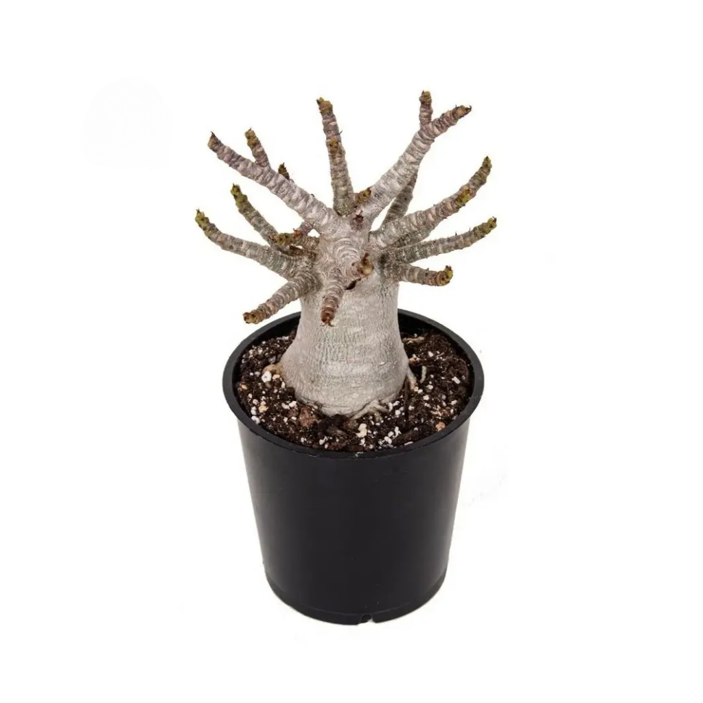 Woestijnroos (Adenium Ansu Baobab) H 15 ø12 cm