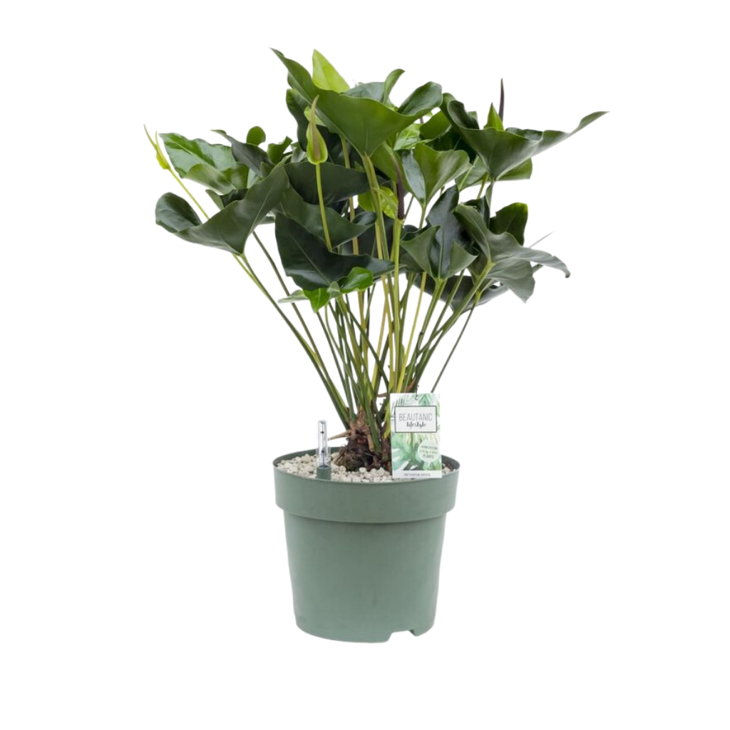 Flamingoplant (Anthurium Arrow) H 80 ø 30 cm