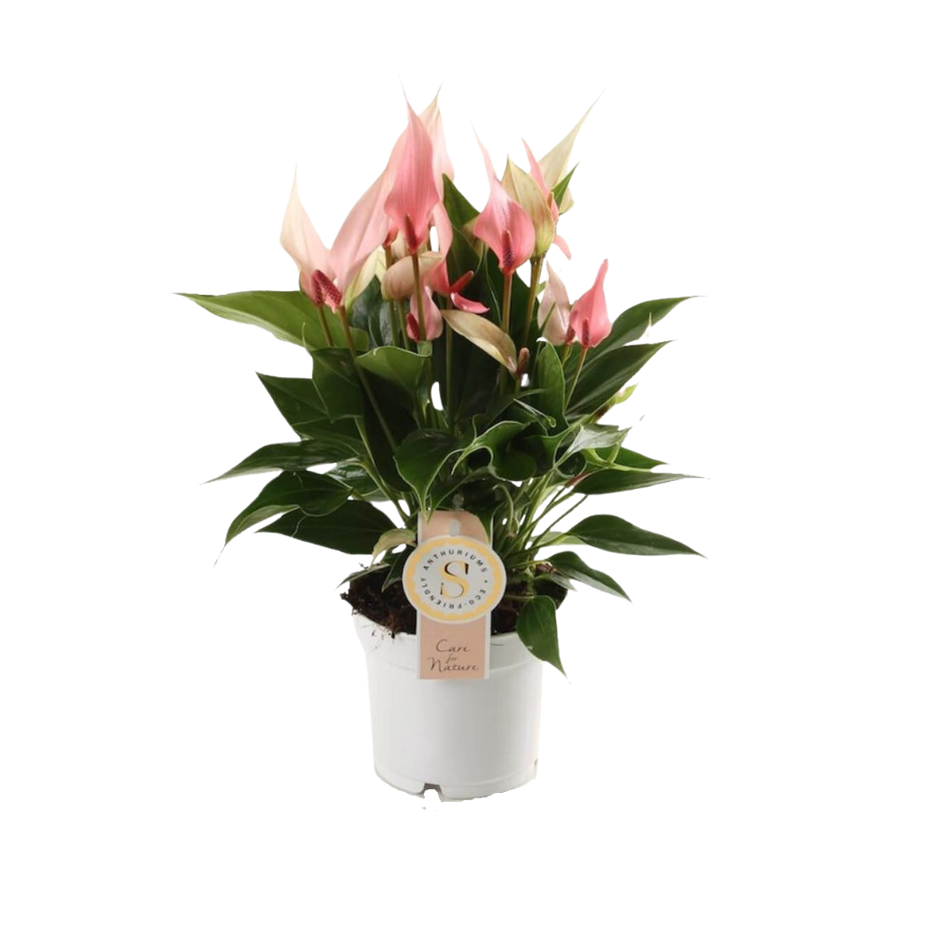 Flamingoplant (Anthurium Lilli) H 40 ø 12 cm