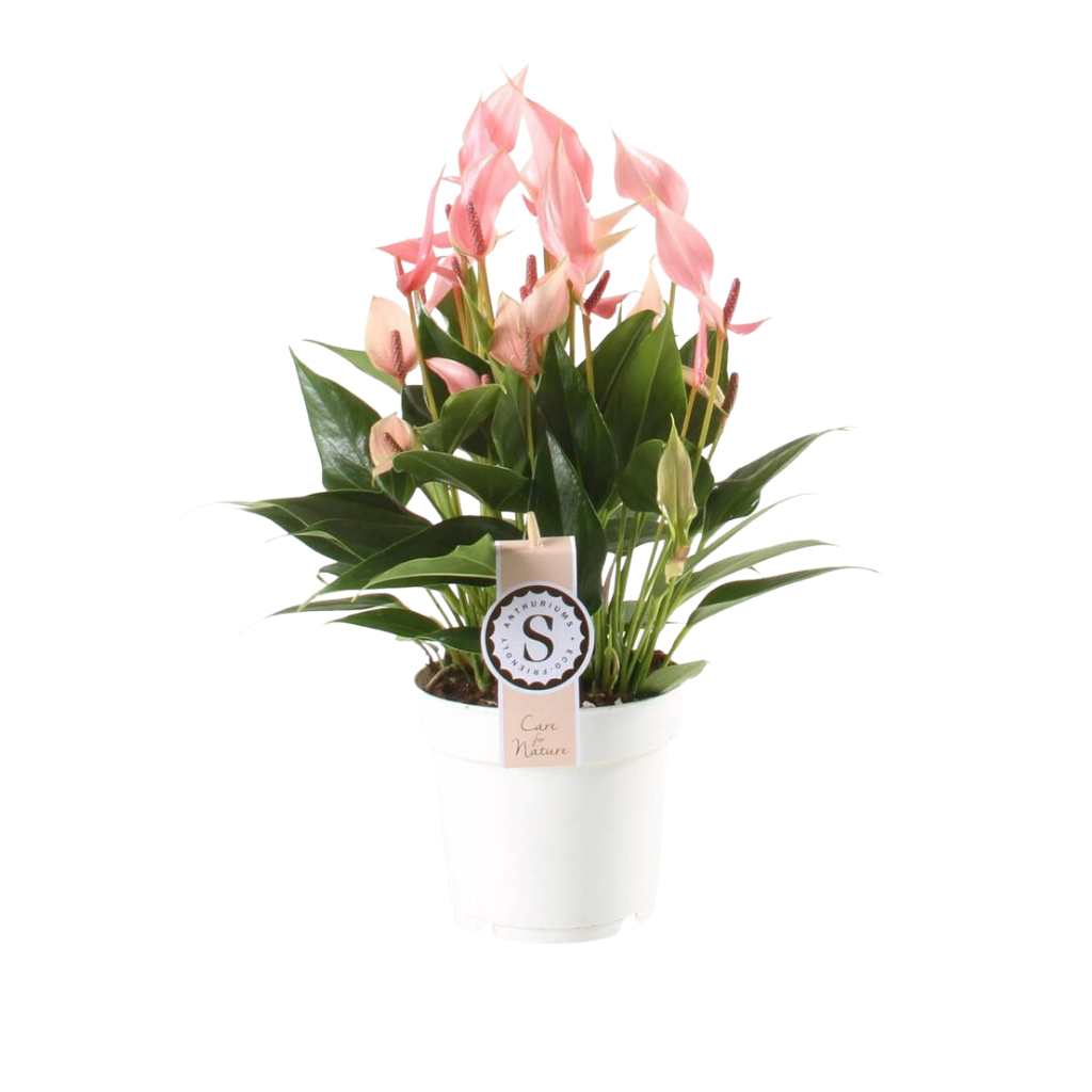 Flamingoplant (Anthurium Lilli) H 45 ø 14 cm