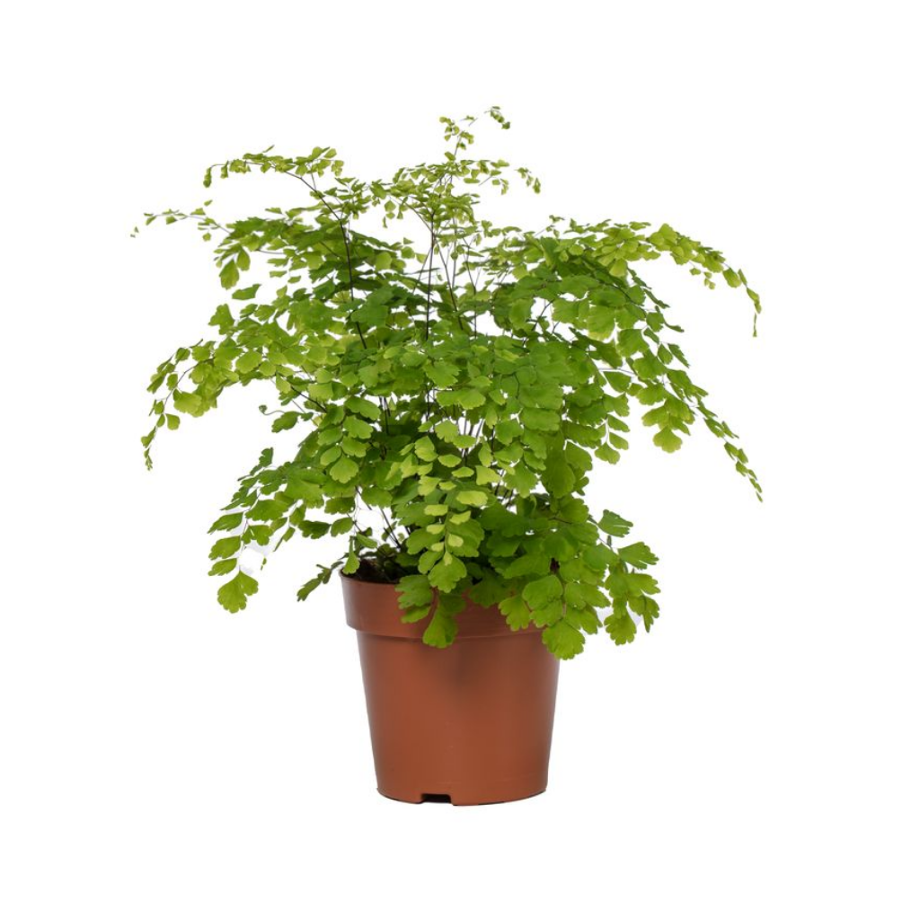 Venushaar varen (Adiantum Rad Fragrans) H 30 ø 12 cm