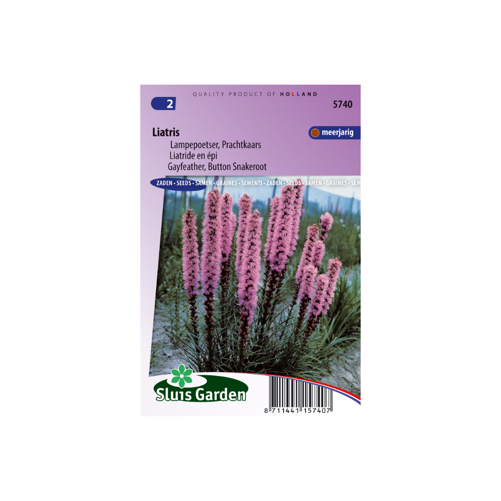 Liatris spicata