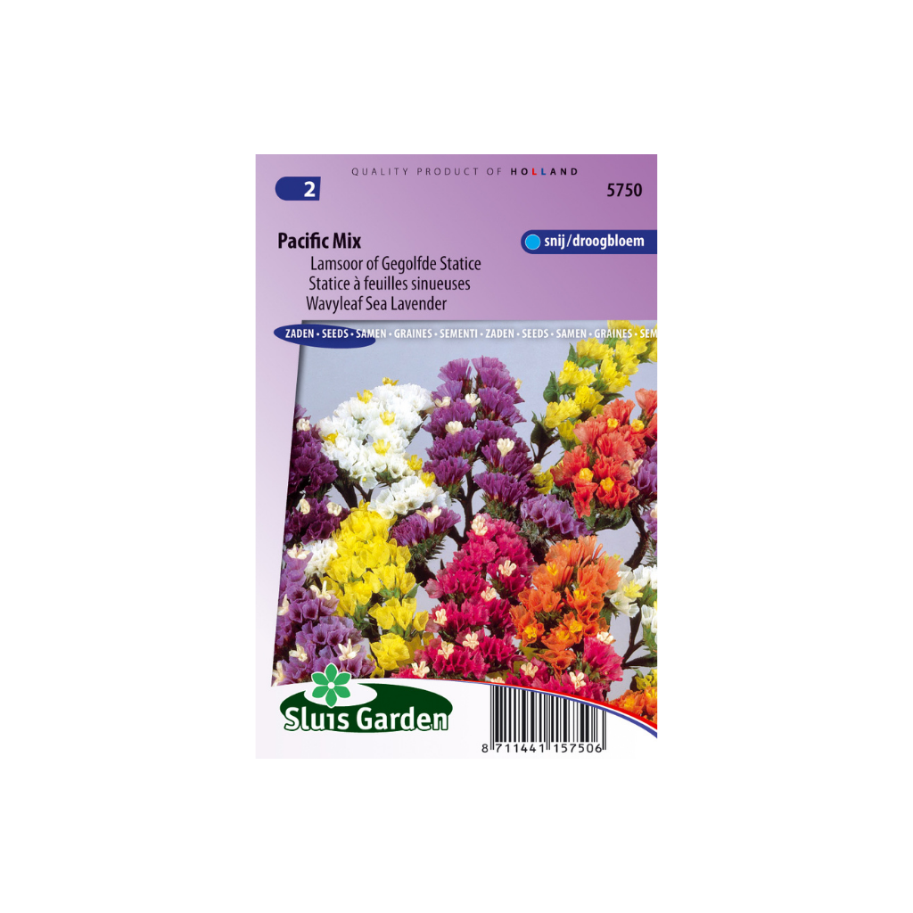Statice Limonium sinuata Pacific Mix