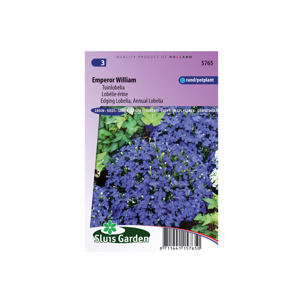 Lobelia erinus compacta Emperor William