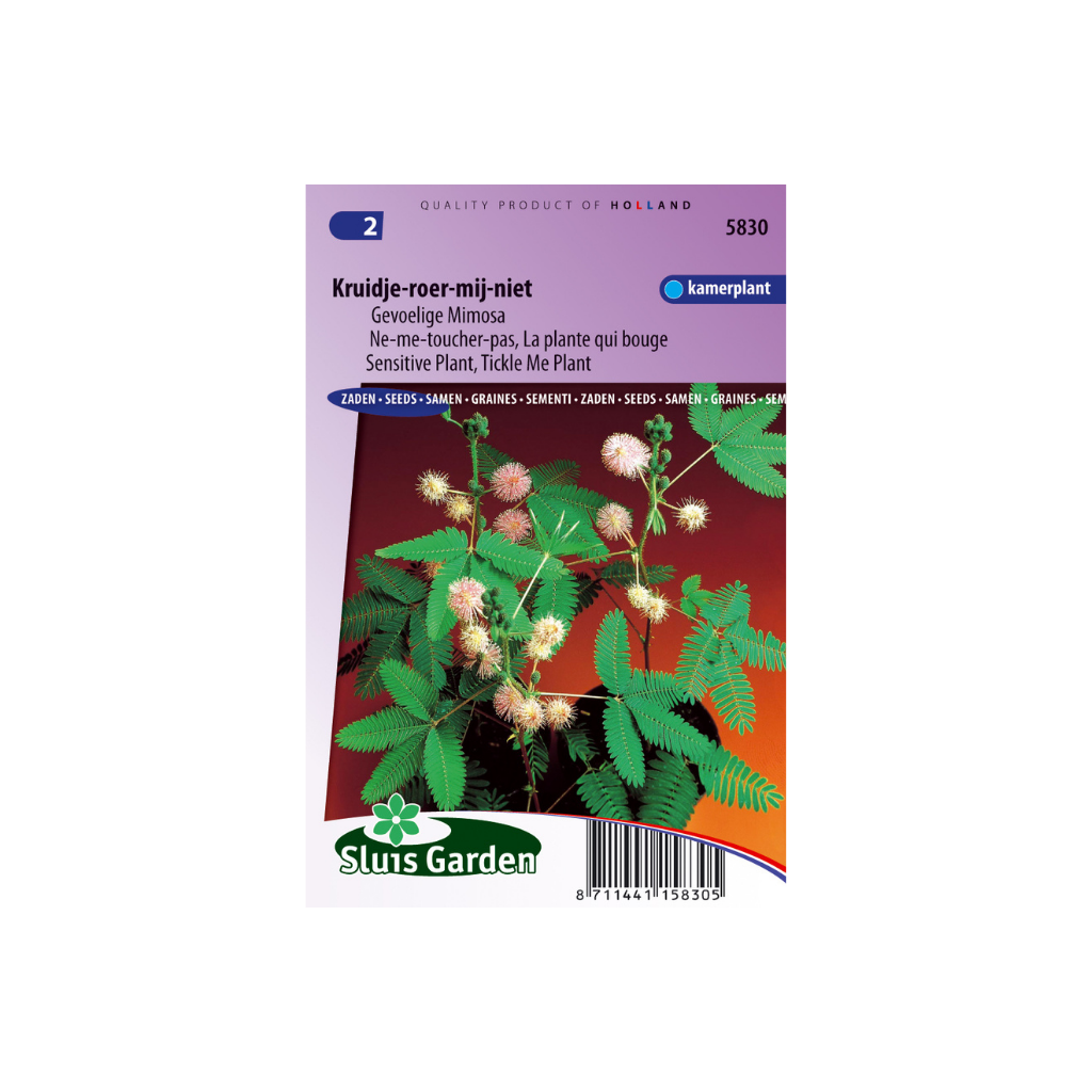 Mimosa pudica Kruidje-Roer-Me-Niet