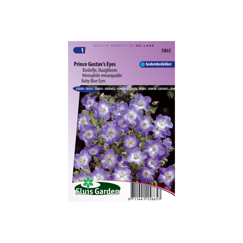 Nemophila insignis Blue