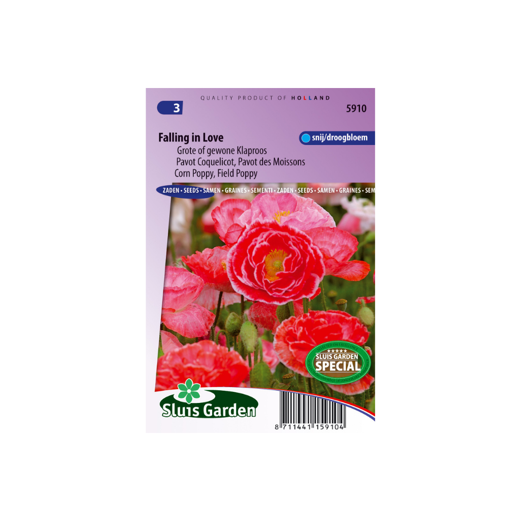 Papaver rhoeas Falling in Love