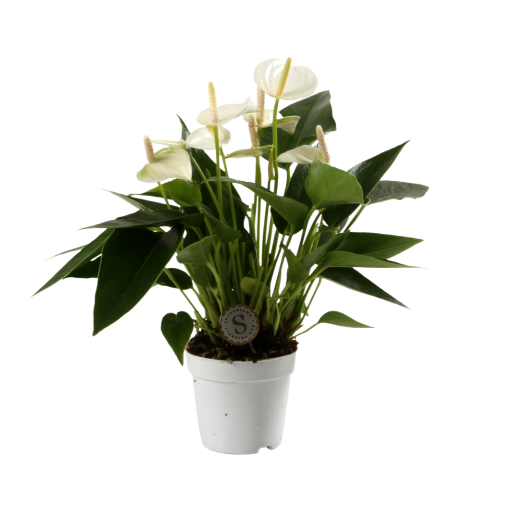 Flamingoplant (Anthurium White Champion) H 25 ø 7 cm
